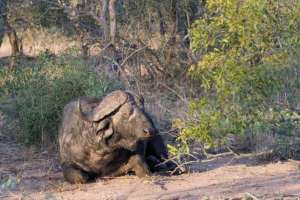 Kruger Buffalo Bull