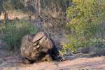 Kruger Buffalo Bull 