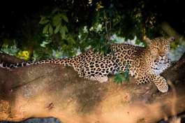 Leopard in Kruger 
