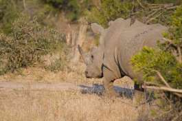 White rhino in Kruger 
