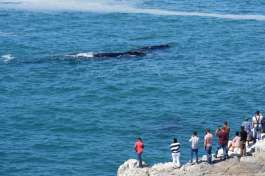 Whale watching from Hermanus 
