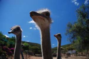 Ostriches in Oudtshoorn