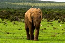 Lone male elephant in Garden Route 