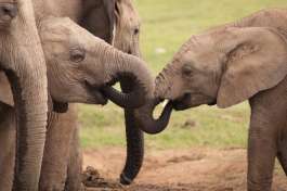 Addo Elephant Park Elephants 