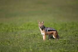 Black-backed jackal in Addo 
