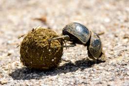 Dung beetle in Addo Elephant national park 