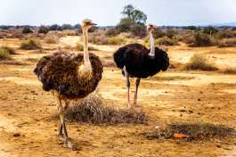 Oudtshoorn-western-cape-south-africa-ostriches 