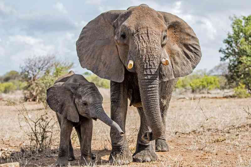 Elephant and Calf in Kruger
