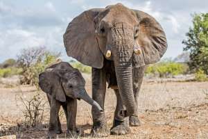 Elephant and Calf in Kruger