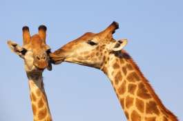 Giraffe in Kruger 