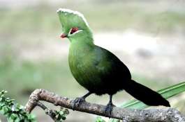 Knysna Turaco 