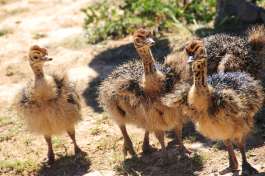 Ostrich Chicks in Oudtshoorn 