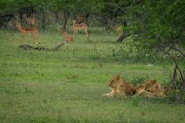 Lions in Kruger National Park 