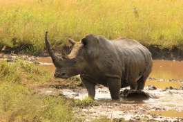 Rhino in greater Kruger 