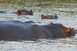 St.Lucia boat cruise hippo 