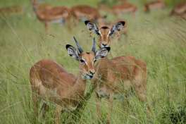 Impala Mukimi National Park 