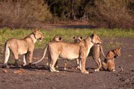 Lions Nyerere/Selous National Park 