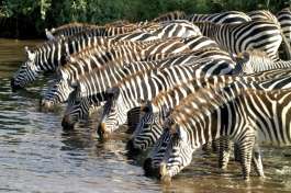 Zebra in Mikumi National Park 
