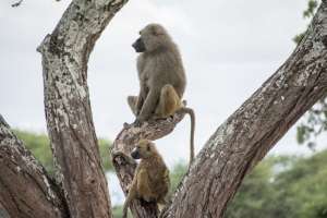 Baboons in Mikumi