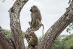 Baboons in Mikumi 