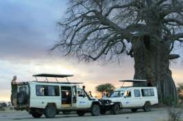 Safari vehicles and Baobab Tree 