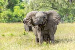 Selous Elephant  
