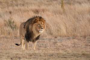 Lion in Timbavati