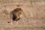 Lion in Timbavati 