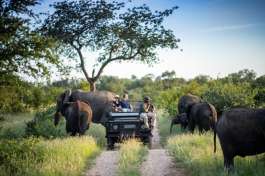 Timbavati Game Drive vehicle and Elephants 