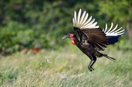 Southern Ground Hornbill in Timbavati 