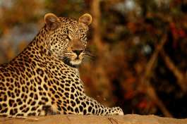 Timbavati Leopard 