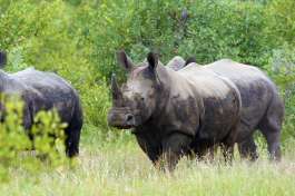 Timbavati Rhino 