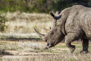 Kruger Park Rhino