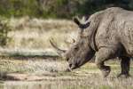 Kruger Park Rhino 