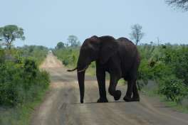 Elephant crossing the road in Kruger 