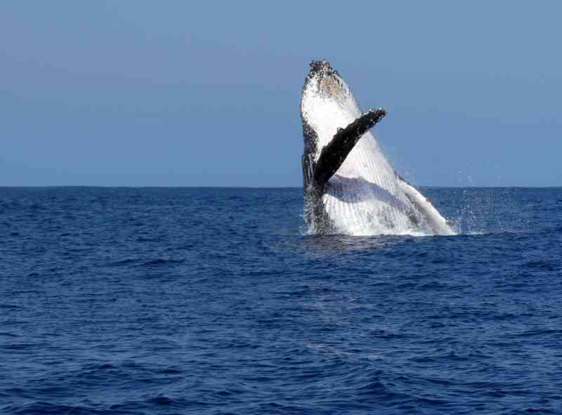 Humpback Whale Breach at Vilanculos