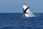 Humpback Whale Breach at Vilanculos 