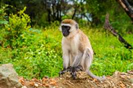 Vervet Monkey in Kruger 