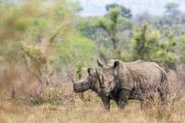 Rhino in Kruger 