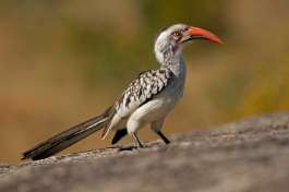 Red-Billed Hornbill in Kruger National Park 