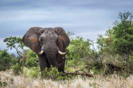 Kruger elephant 