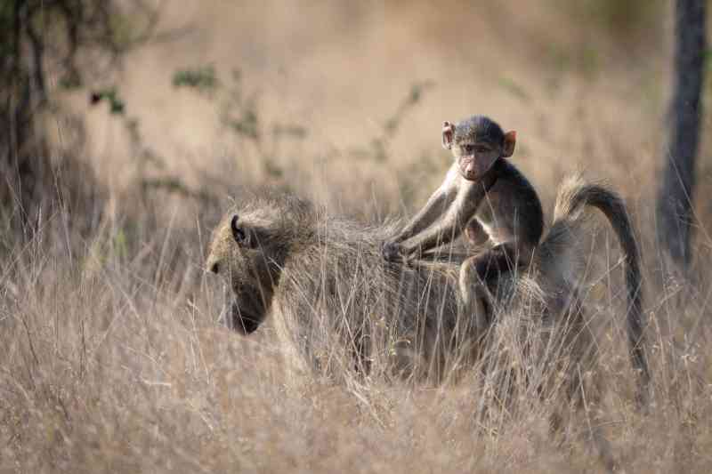 Chacma baboons - Kruger national park