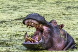 Hippo in Kruger 