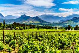 Cape Winelands South Africa 