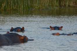 Lake st.Lucia hippos 