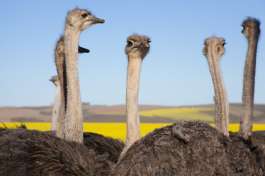 Ostriches in Oudtshoorn 