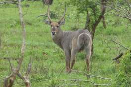 Waterbuck in Kruger National Park 