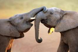 Zimbabwe safari elephants 