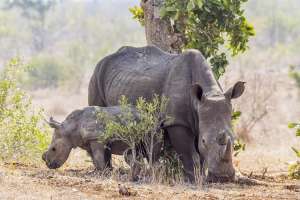 Zimbabwe lodge safari, rhinos