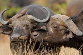 Big 5 African safari buffalos, Hwange Park 